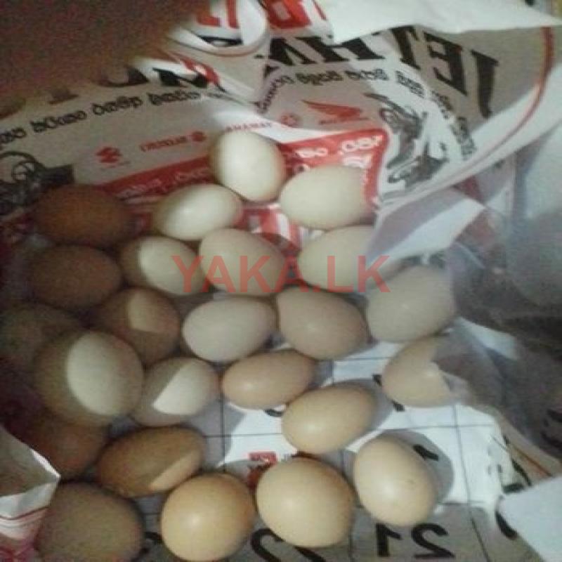 ගම් බිත්තර