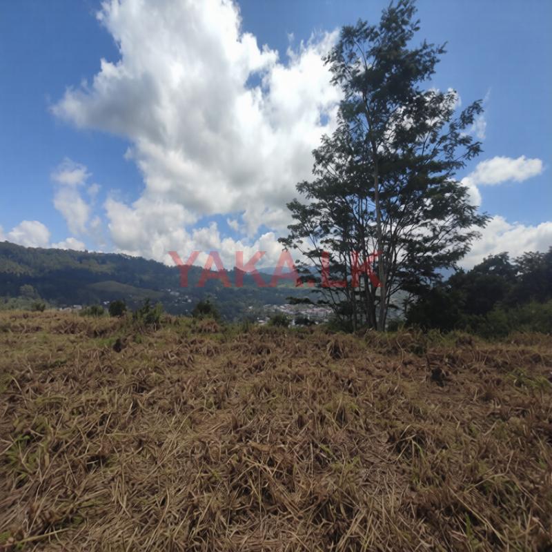 Beautiful Land in Pussalawa