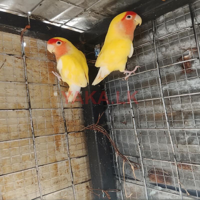 African Love Bird