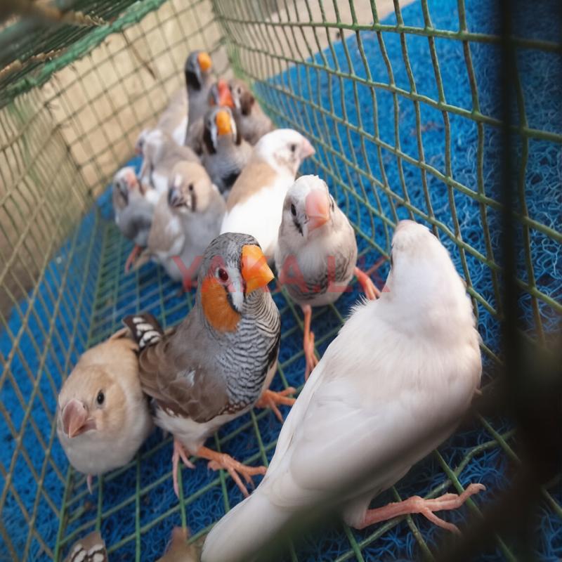 Finches birds