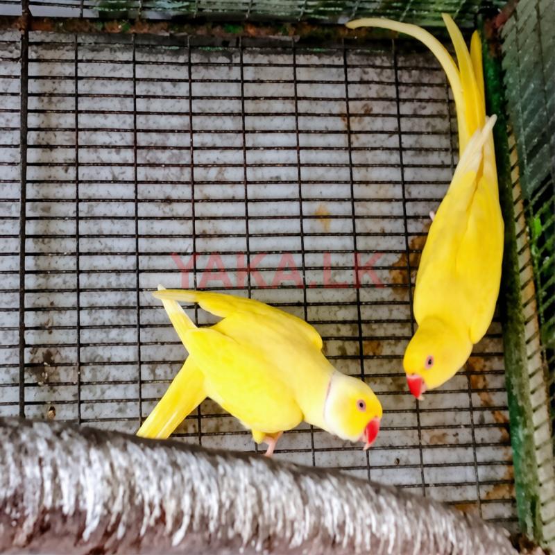 Ringneck Birds