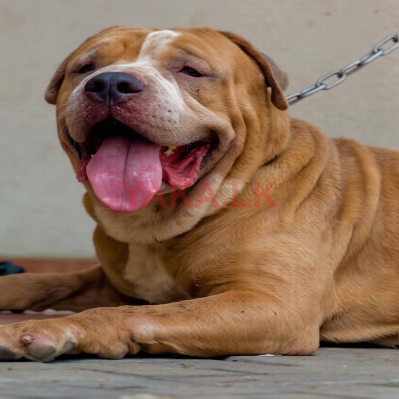 American Bully for Crossing