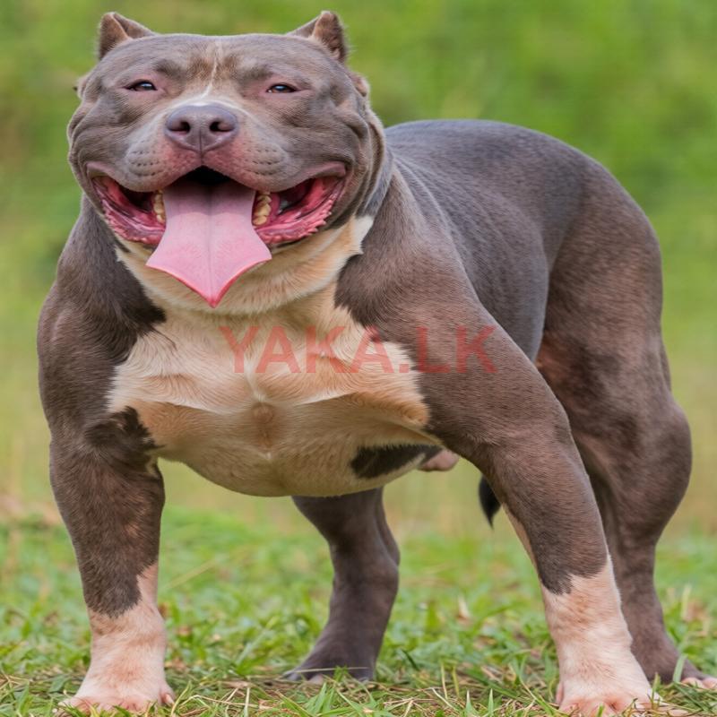 American Bully for Stud