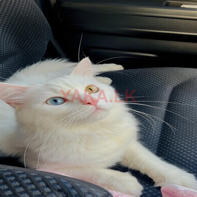 Persian Male Cat for Crossing