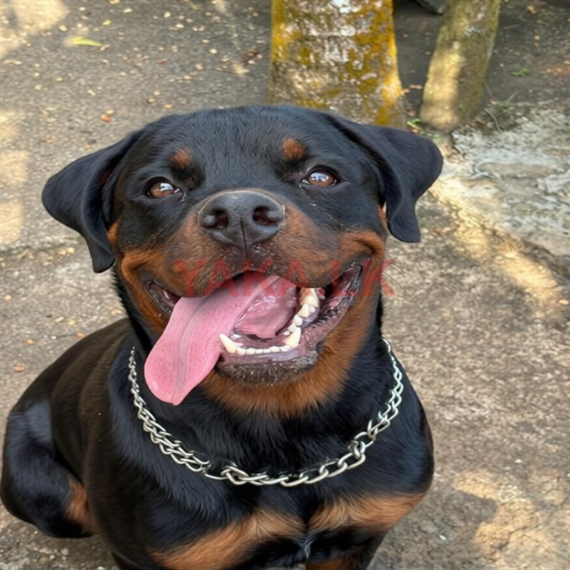 Rottweiler Stud Service
