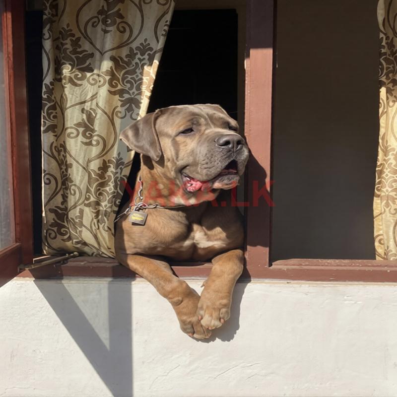 Cane Corso for Studs