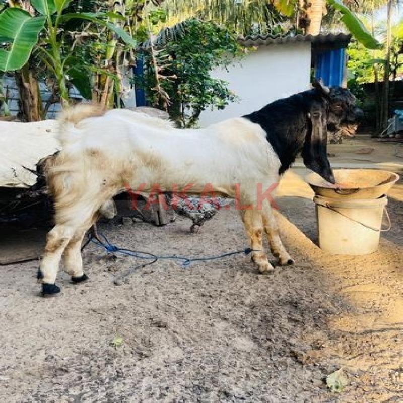 Jamunapari Kida Goat