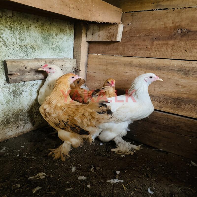 Brahma Chick
