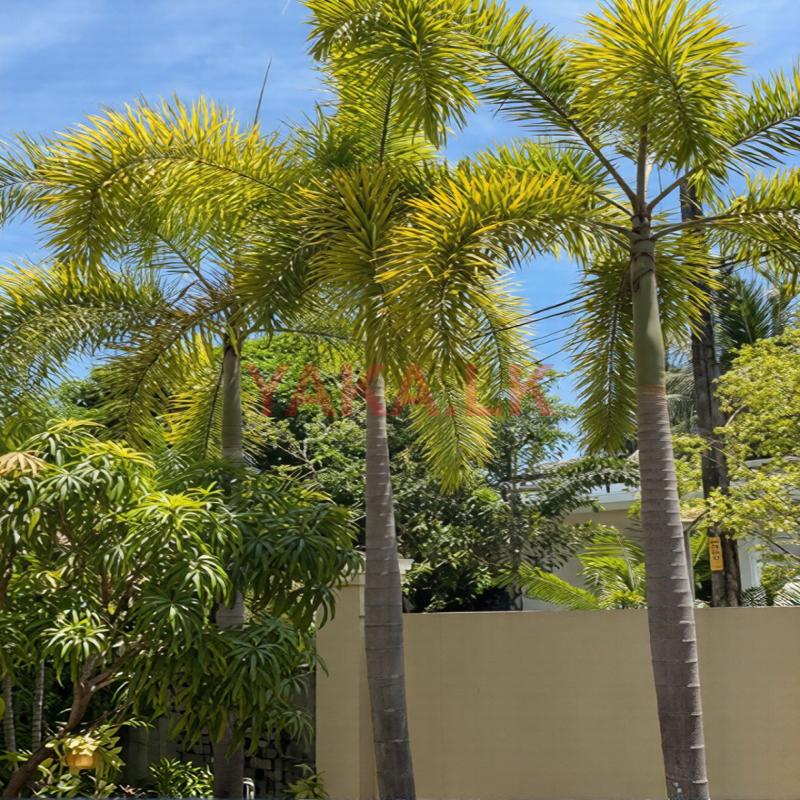 Foxtail Plants