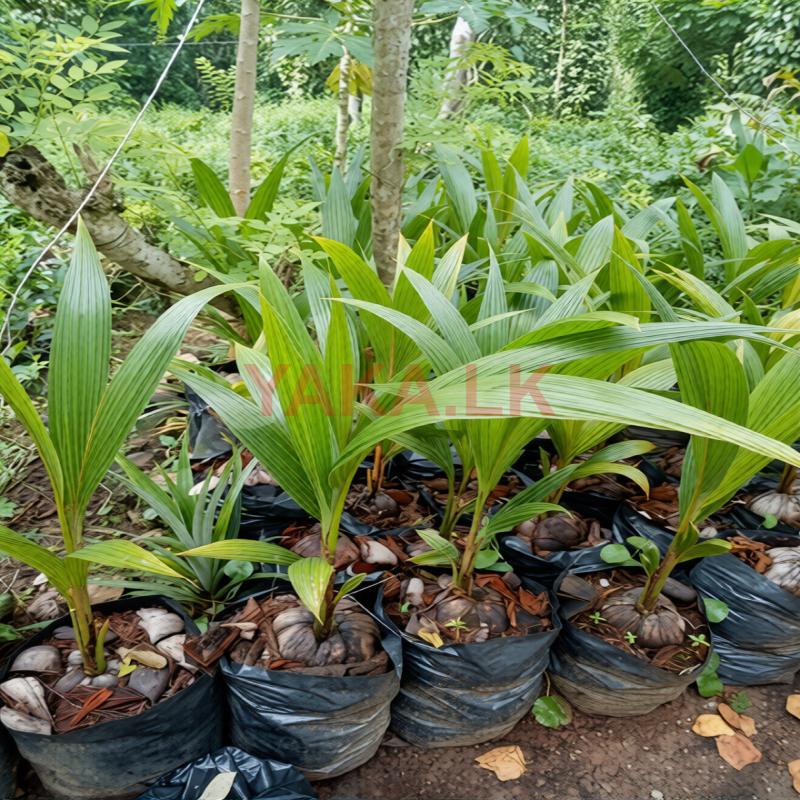 පොල් පැල