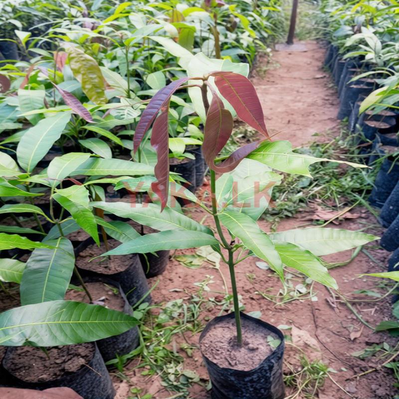 අබ පැල