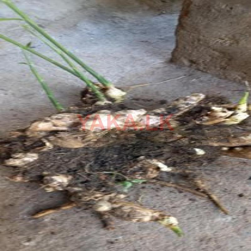 ඉගුරූ බීජ