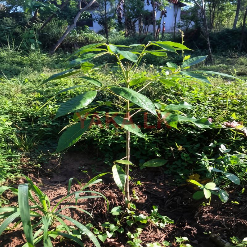 රොබොරෝසියා පැල