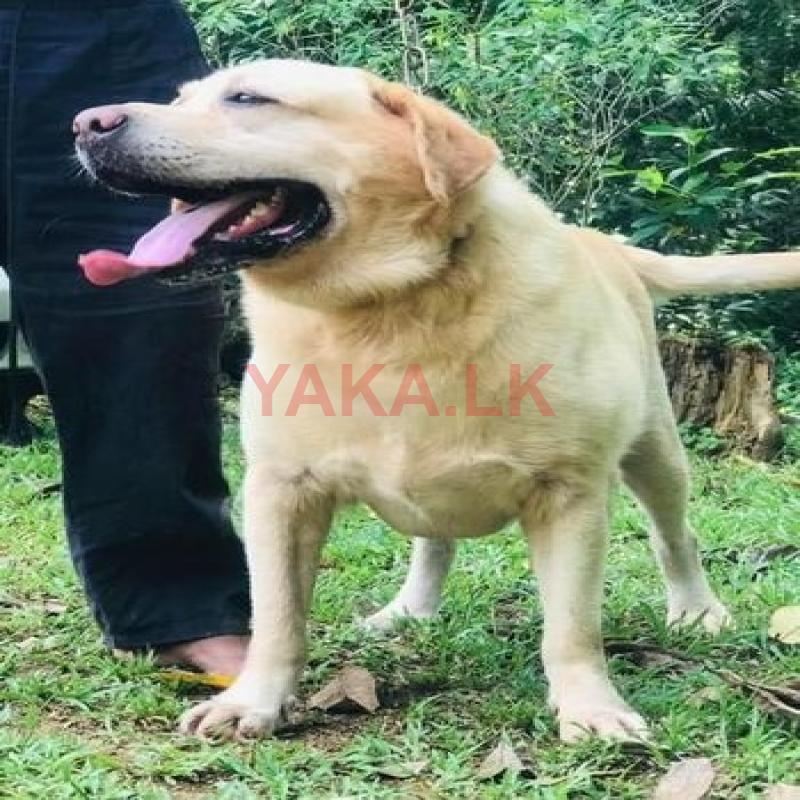Labrador for Crossing