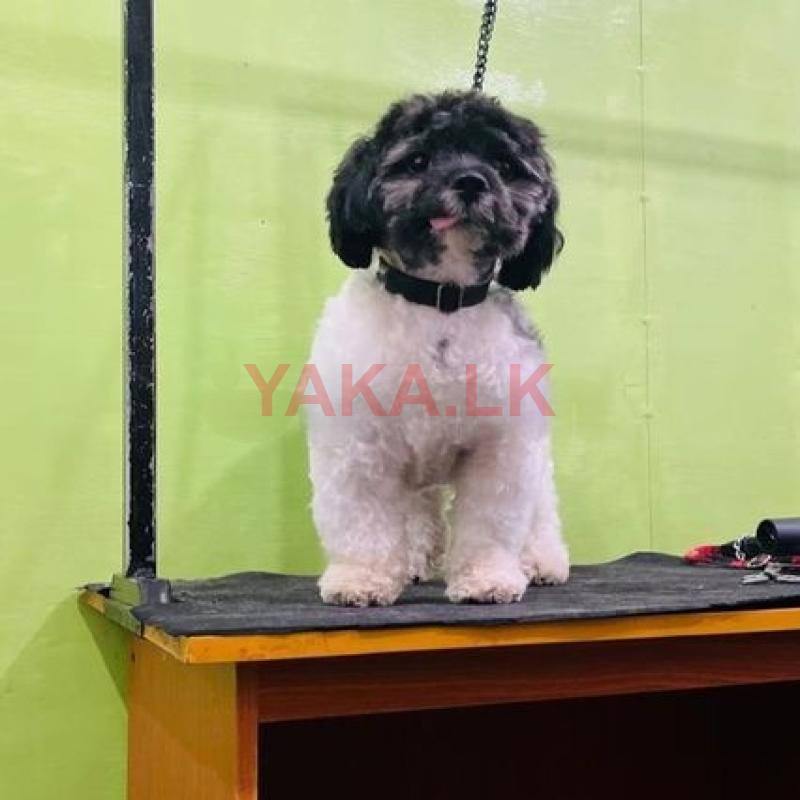 Shitzu Toy Poodle Mix Male Dog for Crossing