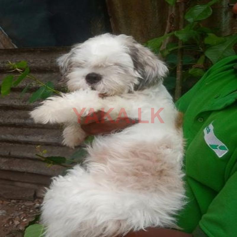 Shih Tzu Male Dog for Crossing