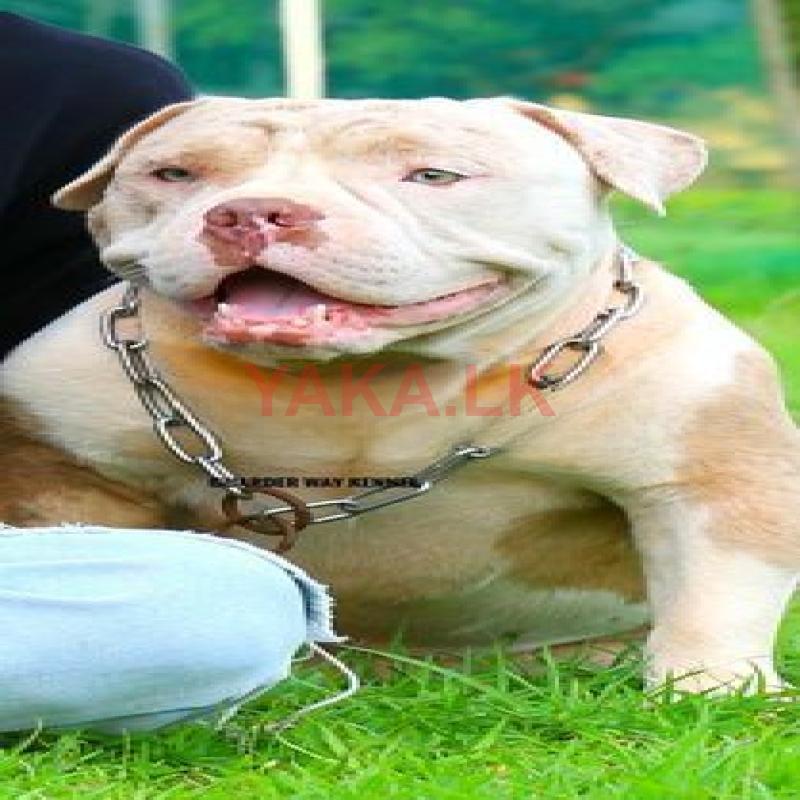 American Bully Dog Crossing