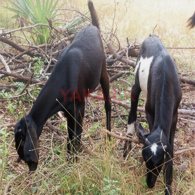 யமுனா பாரி