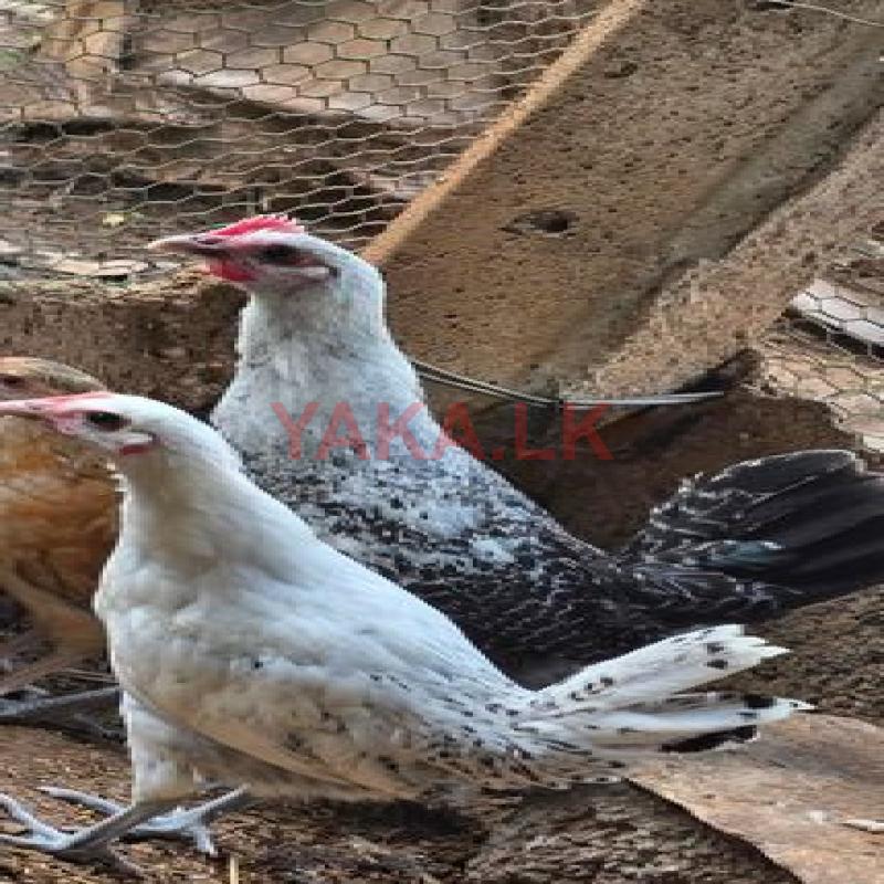 Chicken