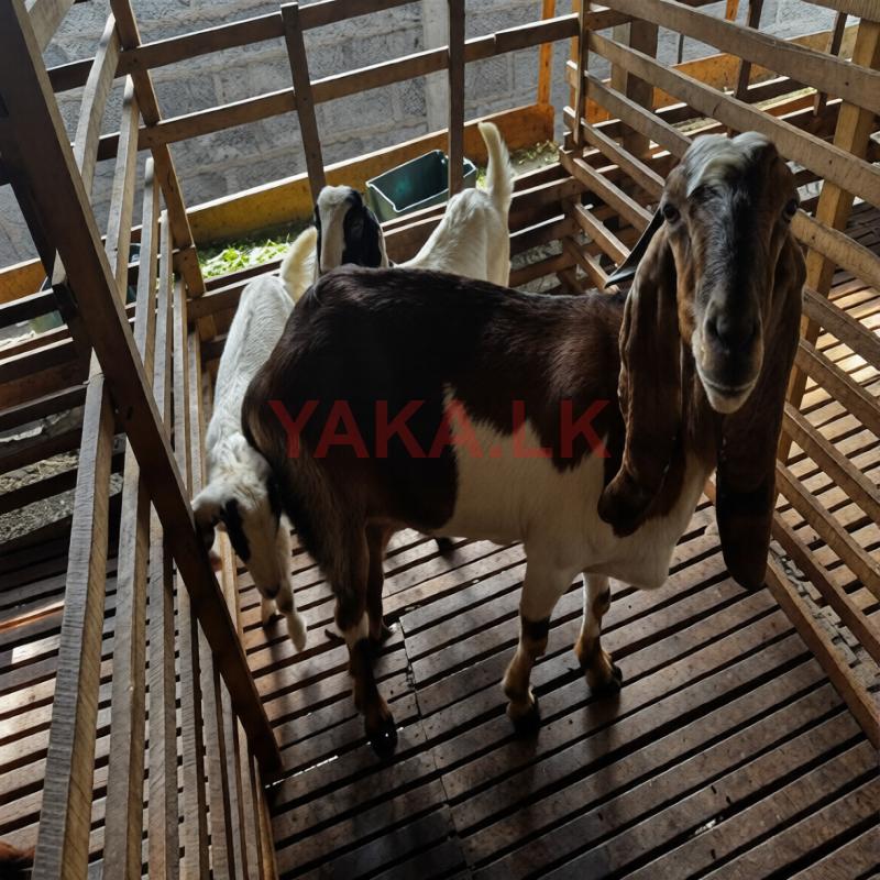 Jamunapari Goats