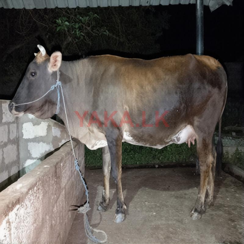 Farm Cow