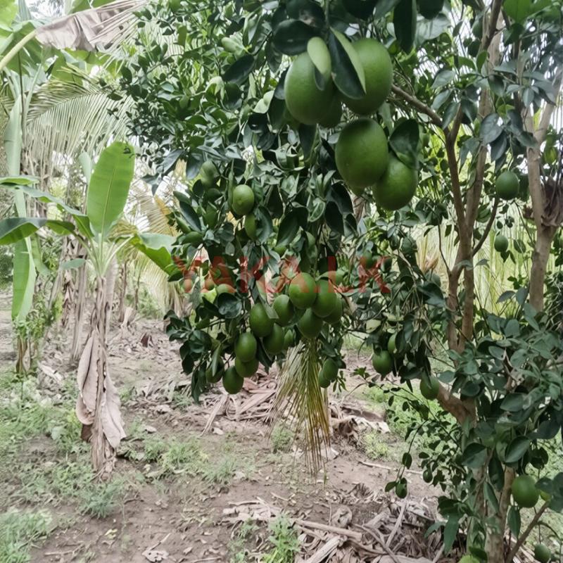 පැණි දොඩම්