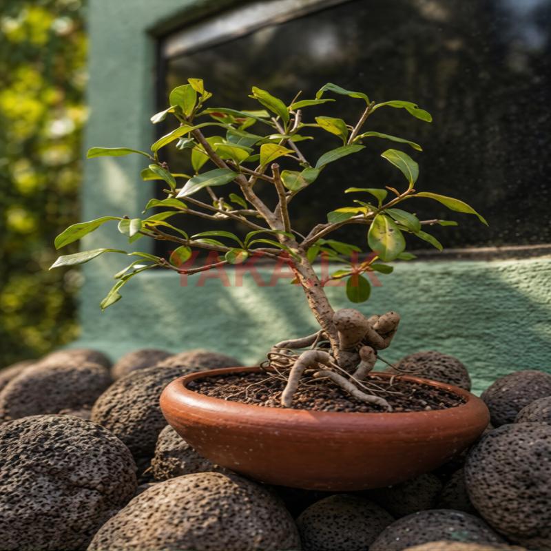Bonsai Plant