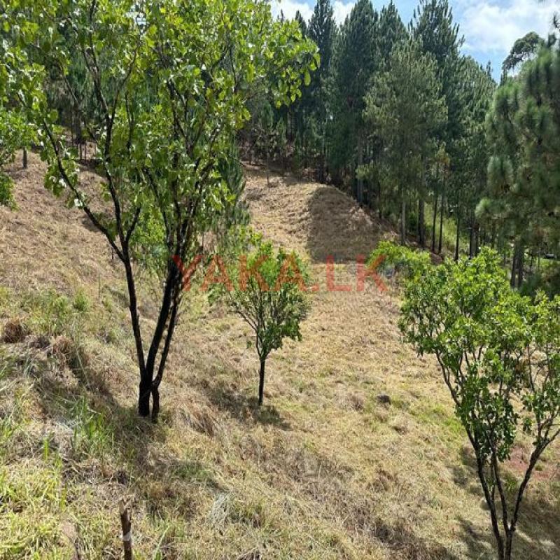 Land for sale in Ella