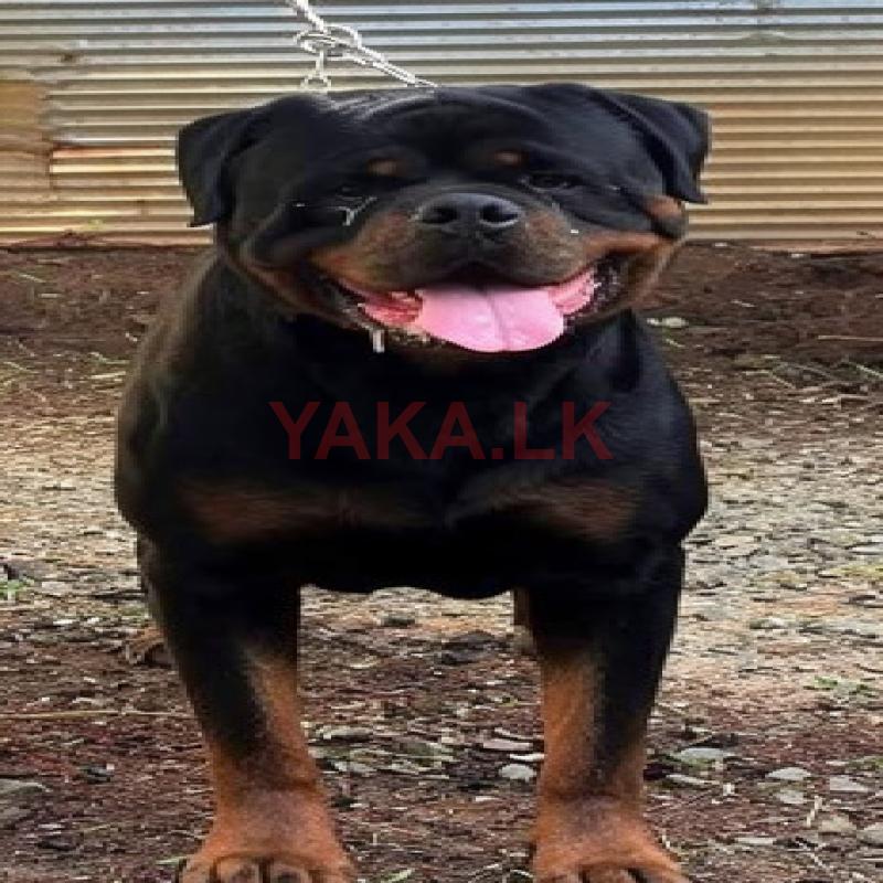 Rottweiler for Crossing