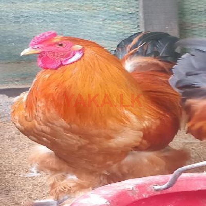 බ්‍රමා කුකුලන්ගේ