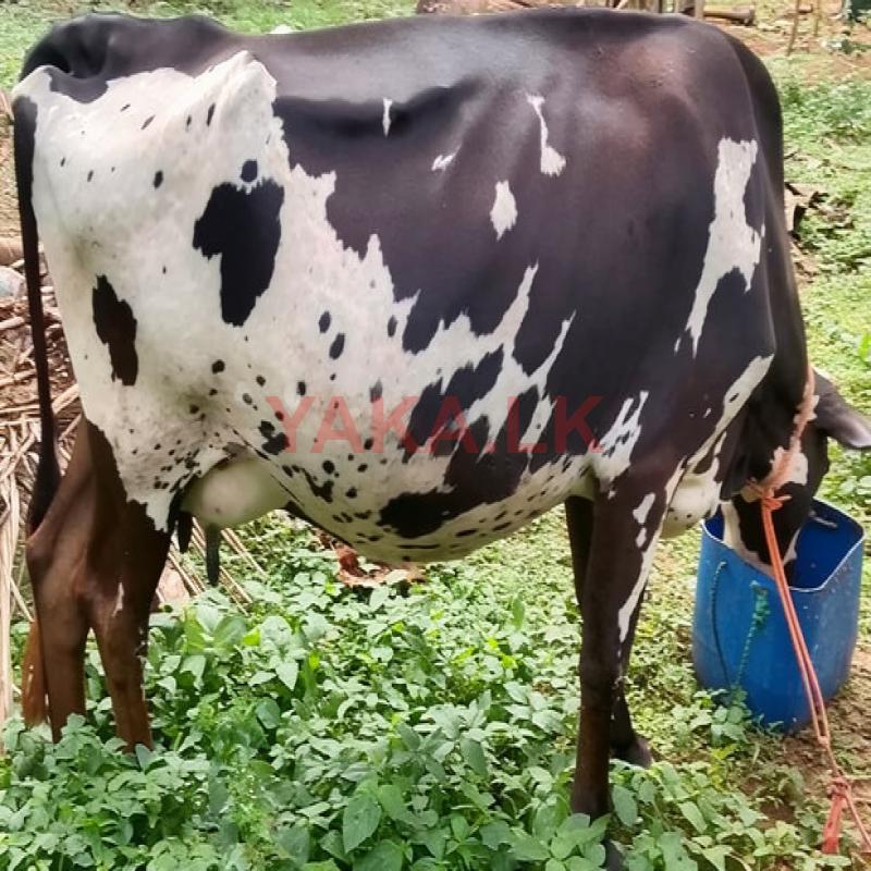 Friesian Cow