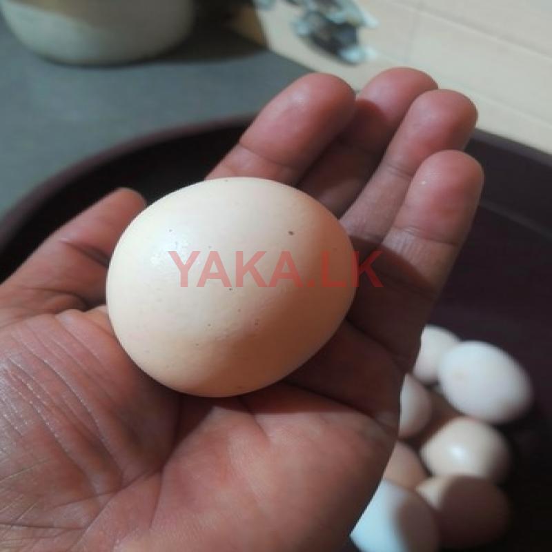 ගම් බිත්තර