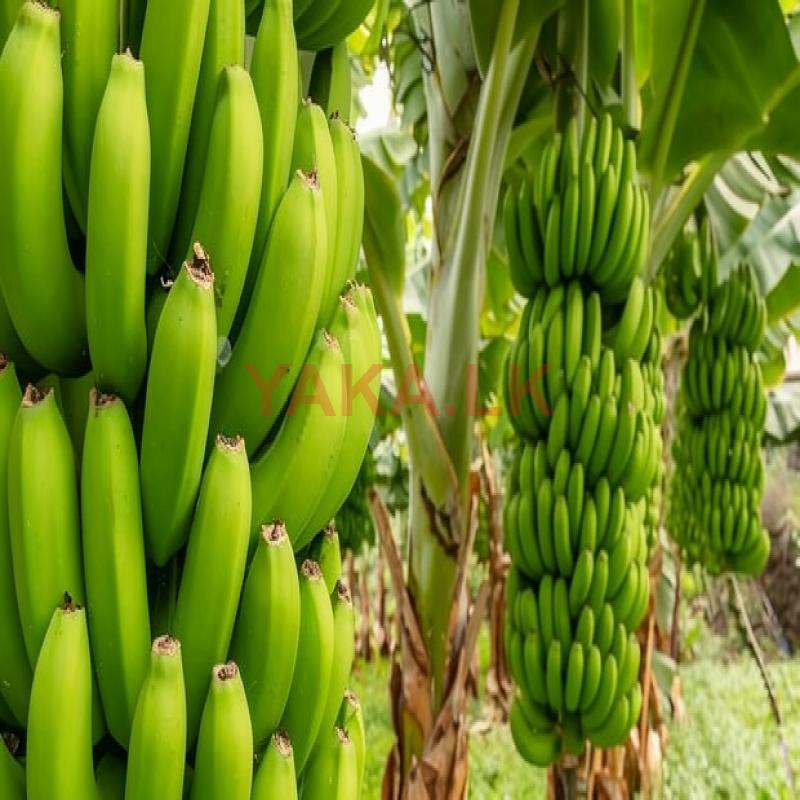 Banana