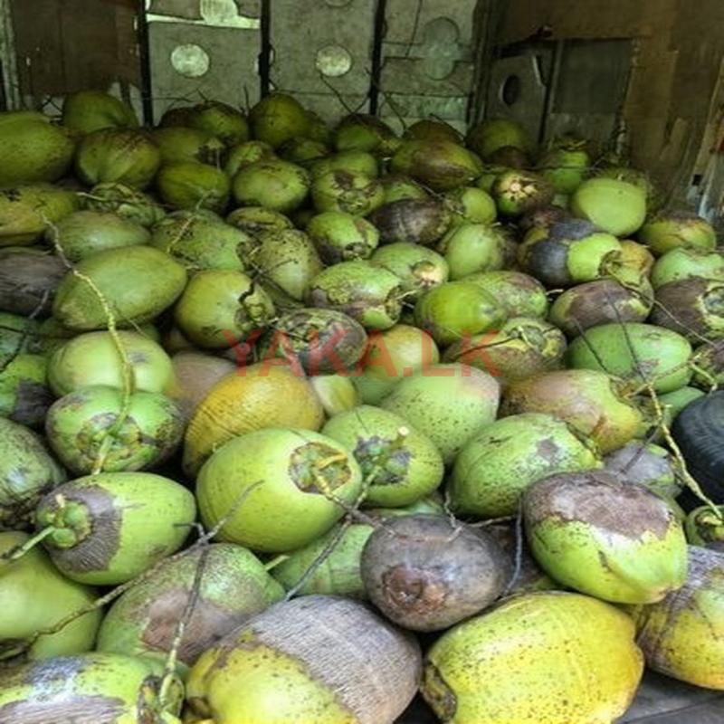 පොල්