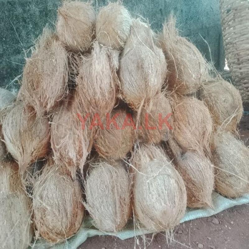 Coconut
