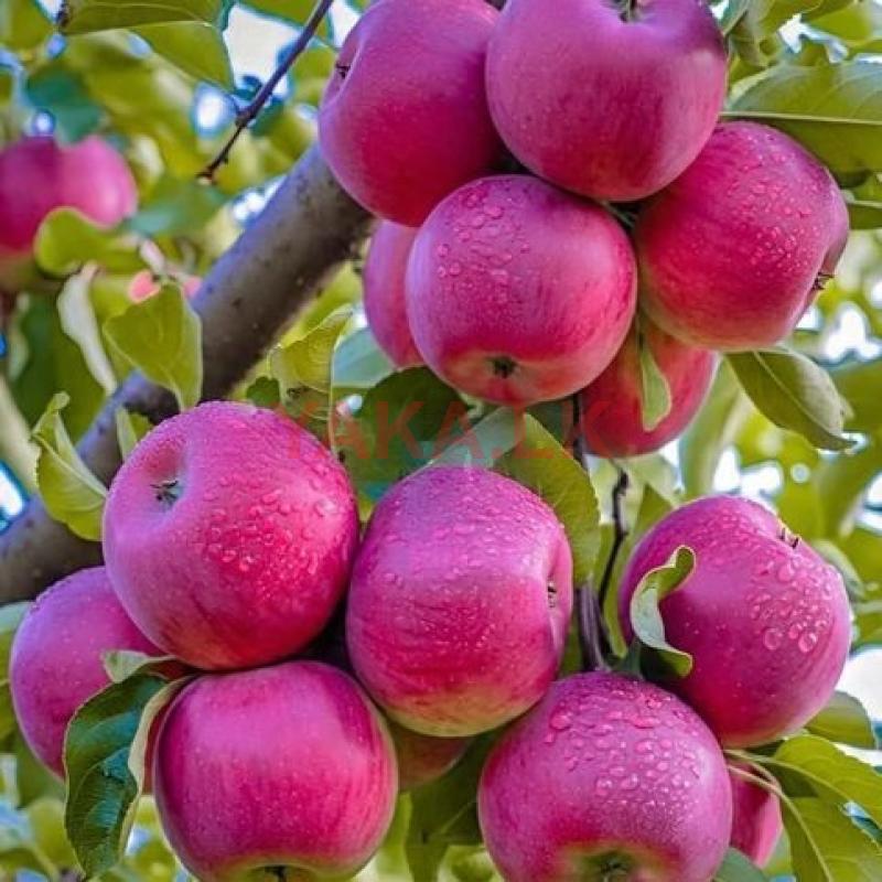 Fresh Apples