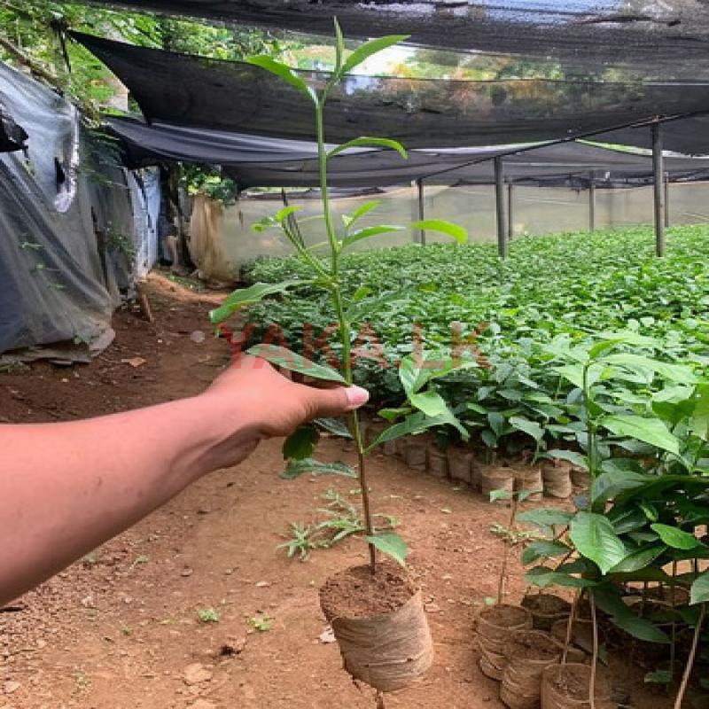 Tea Plant
