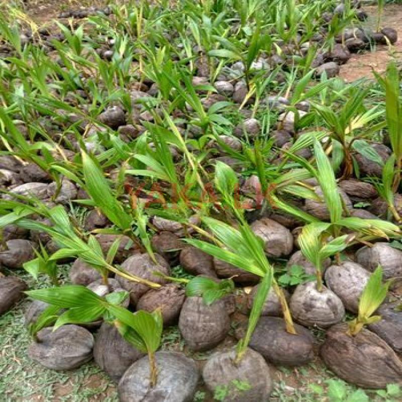 Coconut Plants