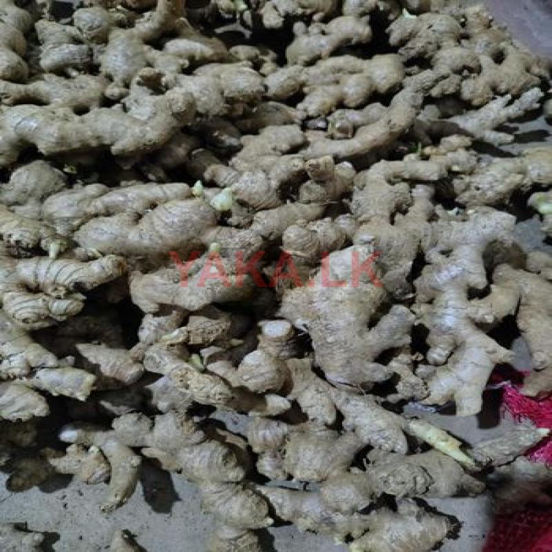 ඉගුරු බීජ