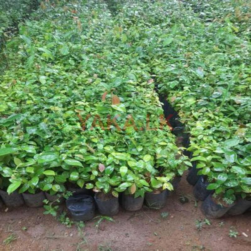 කුරුදු පැල