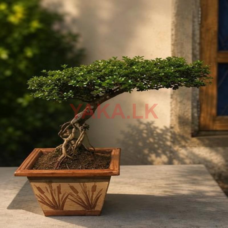 Bonsai Plant