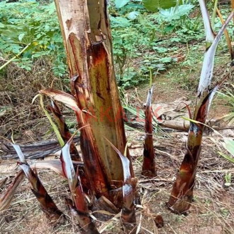 රත් කෙසෙල් පැළ