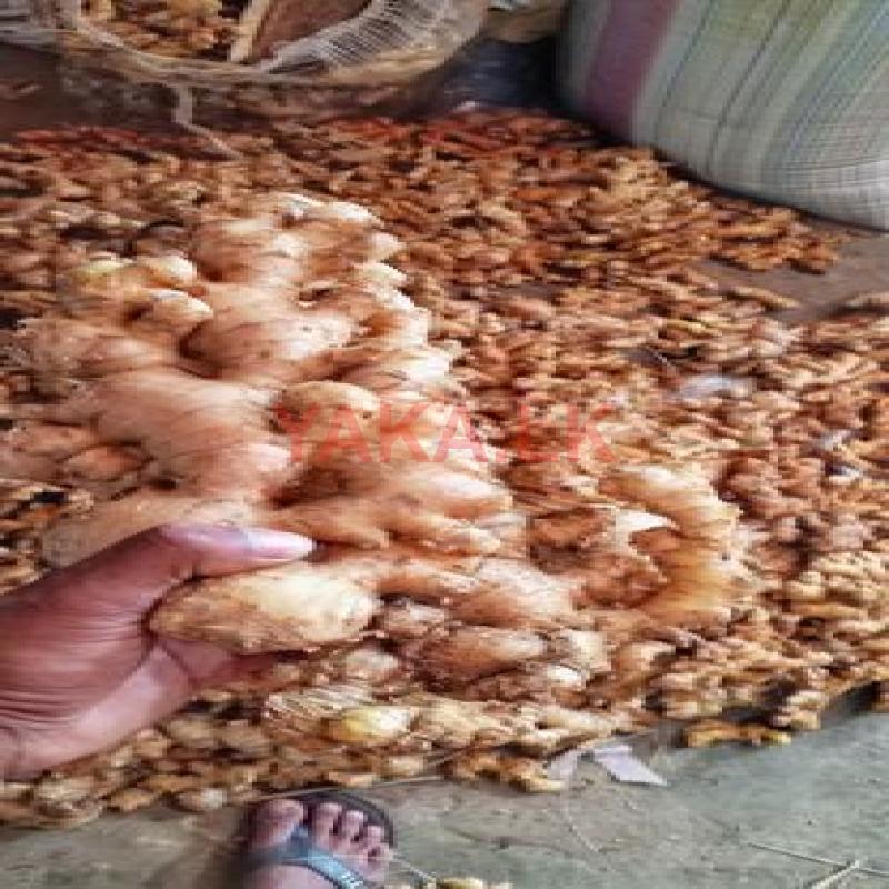 රැන්ගුම් බීජ ඉගුරු