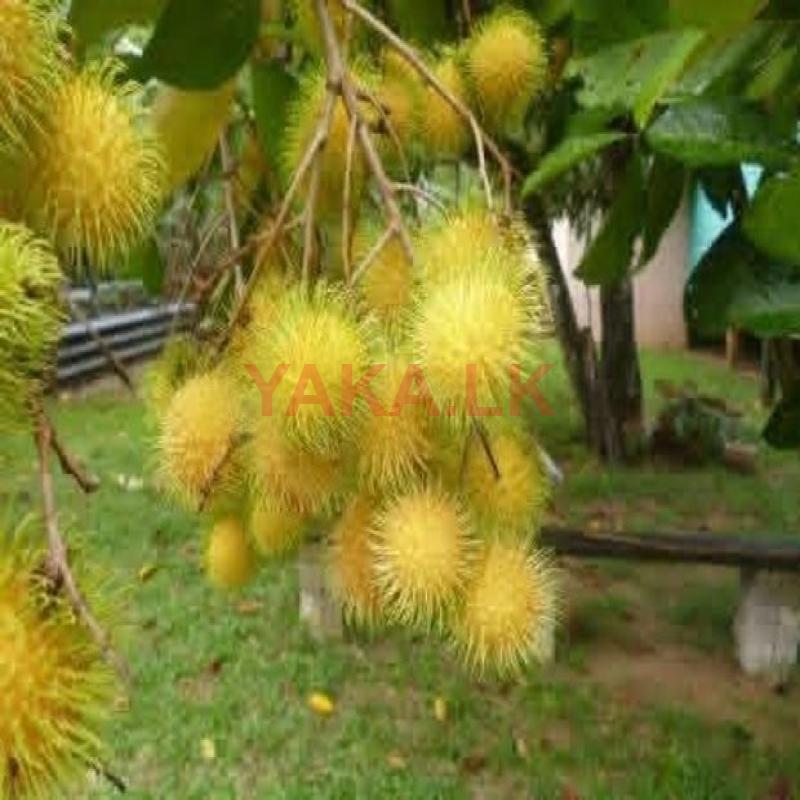 කහ රබුටන් පැළ