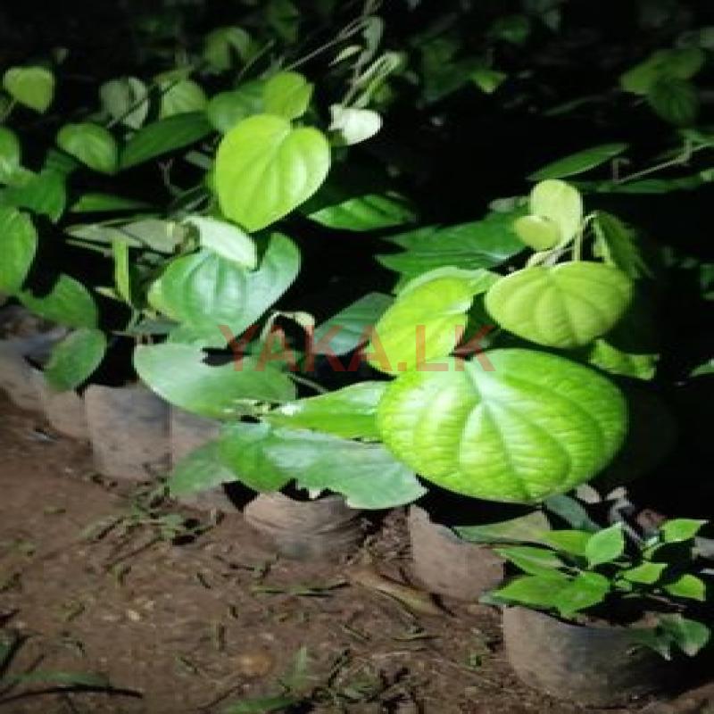 ගම්මිරිස් පැල