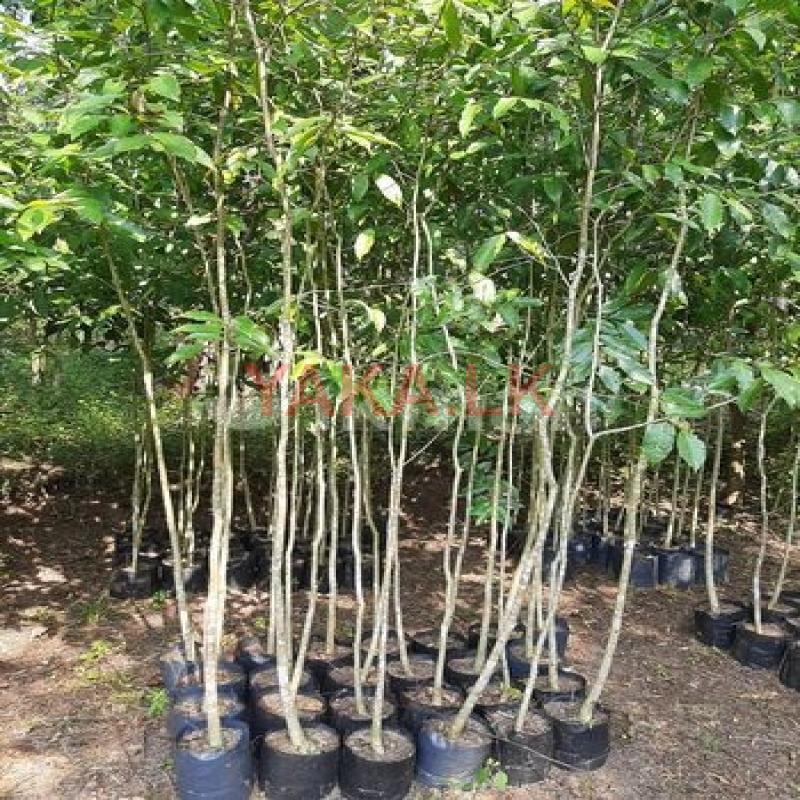 අගාවුඩ් (වල්ලපට්ටා) පැල විකිණීමට