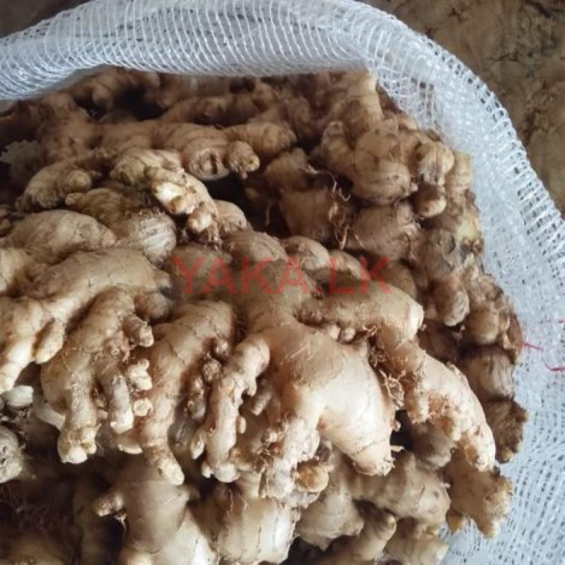 ඉගුරු බීජ