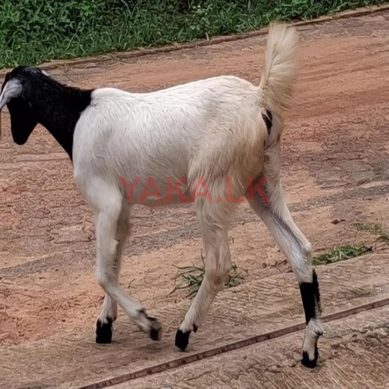 female goats