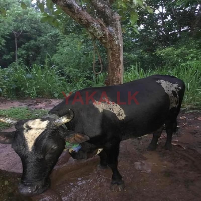 காளை மாடு