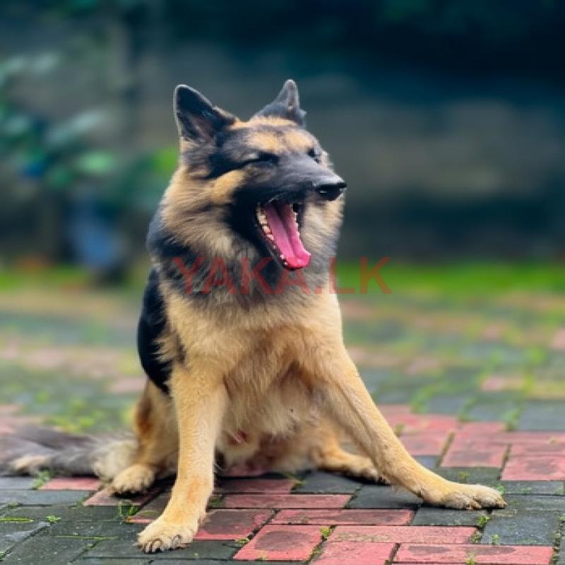German Shepherd Dog for Crossing